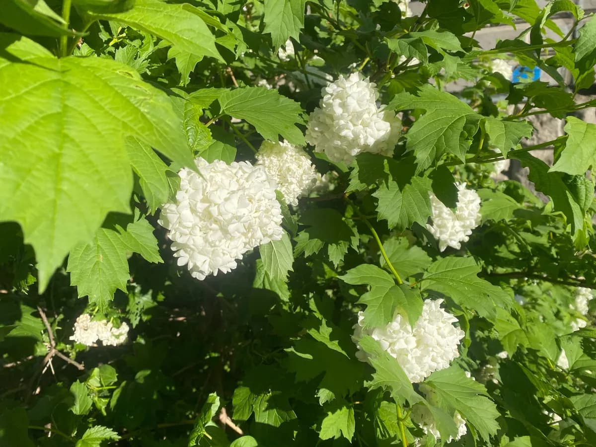 По прогнозу в Коми 3 июля ожидается до +25 °C, а на юго-западе прогремит гроза
