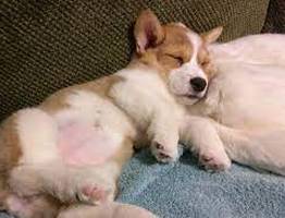 Жительнице Коми продали виртуальную собаку