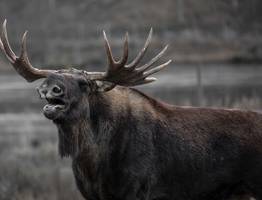 В Коми разыскивают лося