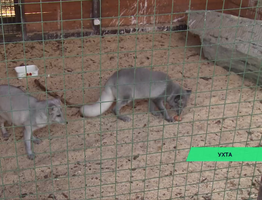 В Ухте поселились парочки пятимесячных песцов и норок