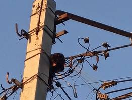 В Коми спасли застрявшую на столбе кошку