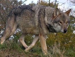 Зимой дикие животные будут чаще "навещать" жителей Коми