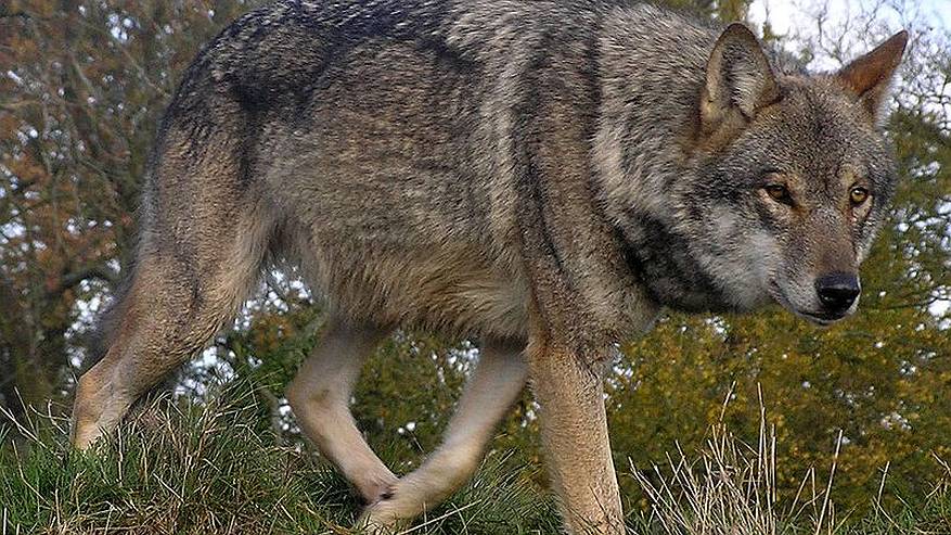 Главная картинка новости: Зимой дикие животные будут чаще "навещать" жителей Коми