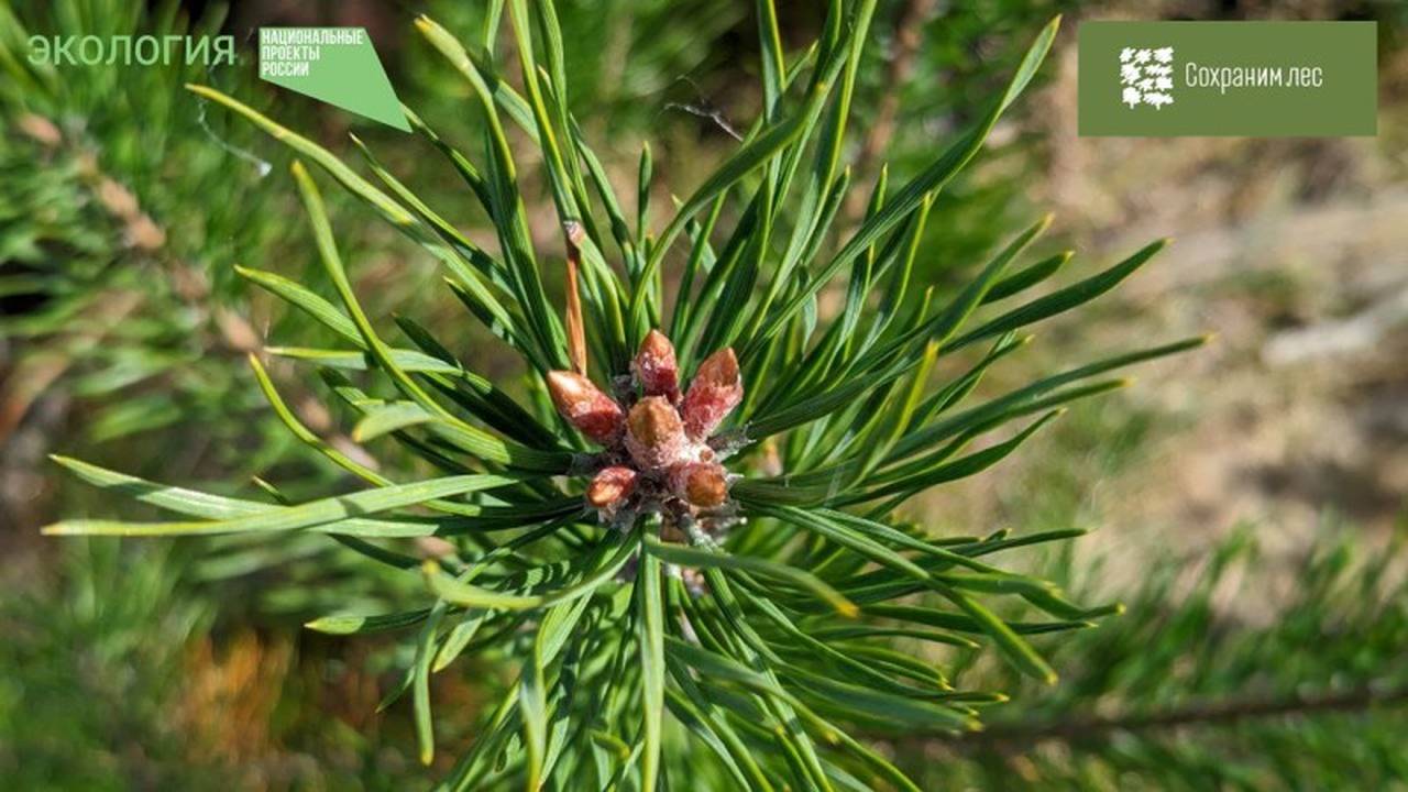Главная картинка новости: В Коми 29 сентября пройдет акция "Сохраним лес" в Сыктывдинском районе