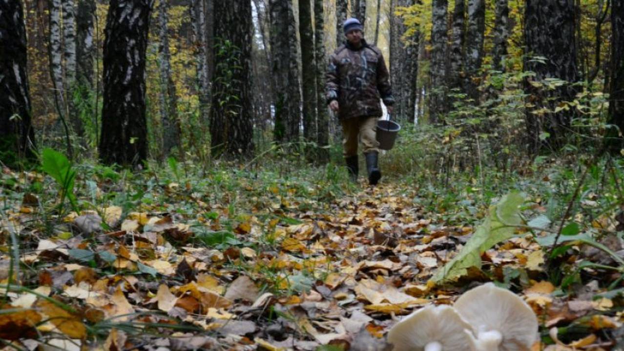 В Коми на болоте ягодники нашли человека