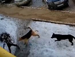 В Ухте заплатят компенсацию за нападение бездомной собаки на ребенка