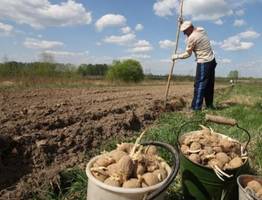 Жители Коми жалуются на гнилой картофель после сбора урожая на дачах