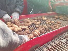 В Коми исправительные колонии УФСИН завершают уборку картофеля