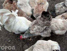 В Коми в 2-х партиях продукции птицефабрики "Зеленецкая" нашли птичий грипп