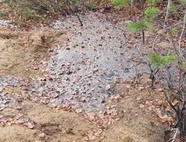 Работники Усинского лесничества нашли нефть возле кладбища