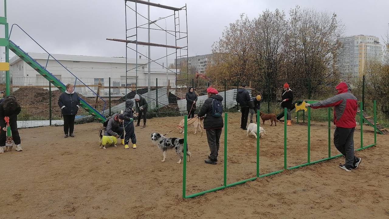 Главная картинка новости: В сыктывкарской Орбите открылась площадка для выгула собак