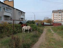 В поселке Краснозатонский лошади на самовыгуле запугали людей
