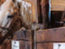 В Коми люди пугаются при виде лошадей