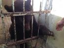 Ухтинские зоозащитники беспокоятся за жизнь 28-летнего медведя