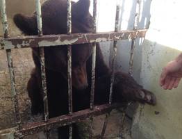 Ухтинские зоозащитники беспокоятся за жизнь 28-летнего медведя