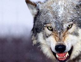 На сыктывкарских дачах волк разорвал лайку