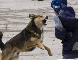 В Ухте бродячие собаки напали на девочку