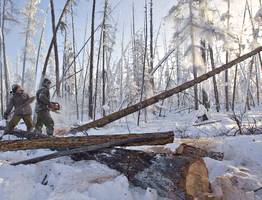 В Коми лесник продал делянку за 2 миллиона рублей