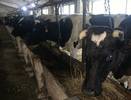 В Коми расследуют дело о гибели коров на ферме