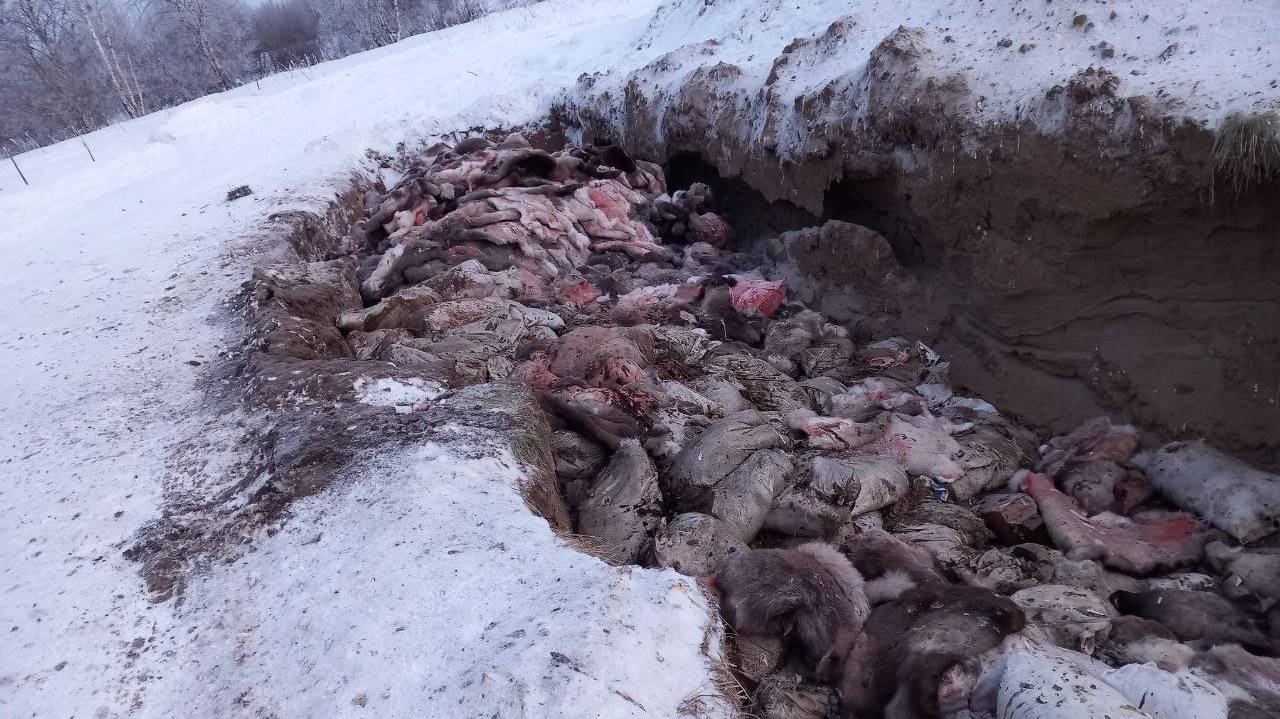 Главная картинка новости: Коми облетели страшные фотографии