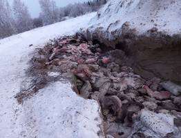 Коми облетели страшные фотографии