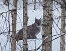 В Коми рысь вышла к людям