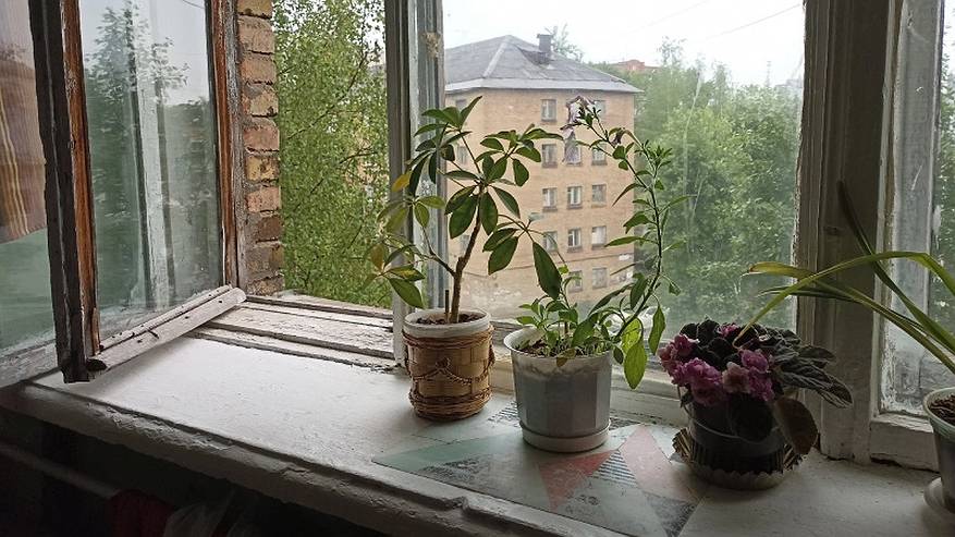 Главная картинка новости: Цветы-вампиры: 6 ядовитых комнатных растений, которые нельзя держать дома