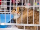 В Коми пройдет фестиваль, чтобы помочь найти новый дом кошкам из приюта