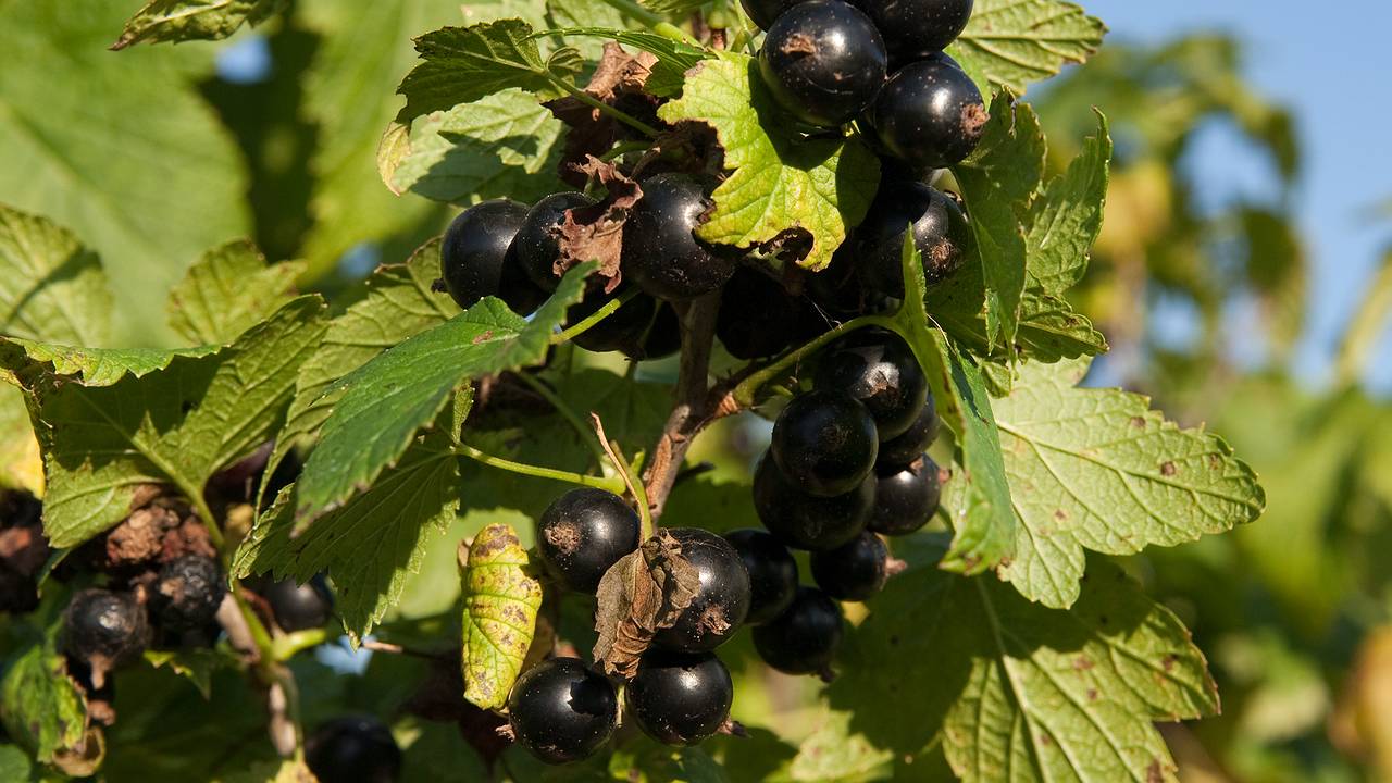 Главная картинка новости: Если сделать эти 2 приема, то смородины на кустах станет в 3 раза больше