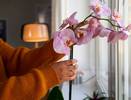Орхидея будет цвести год: всего 2 ложки и оживет даже капризный цветок