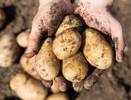 Картофель попрет как бешенный: семь секретов, которые увеличат ваш урожай