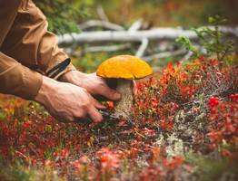 В Коми предприниматель запретил собирать жителям грибы