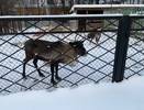В Коми перевыполнен план по выводу поголовий северных оленей