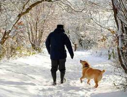 Сыктывкарцы устали от собачьих фекалий