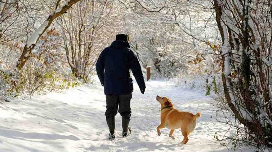 Главная картинка новости: Сыктывкарцы устали от собачьих фекалий