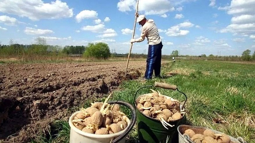 Два сорта картофеля, которые не боятся колорадского жука