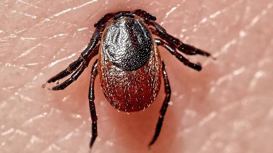 Главная картинка новости: Первый случай укуса клеща обнаружен в Коми