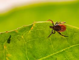 Более 450 тысяч кв. м обработают от клещей в Сыктывкаре