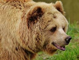 В Коми заметили первых медведей