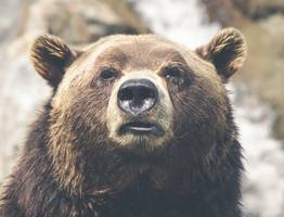 В районе поселка Водный под Ухтой заметили медведя