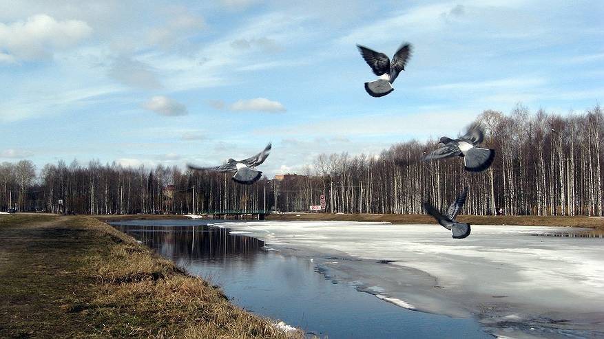 Главная картинка новости: Синоптики спрогнозировали потепление до +16 на юге Коми