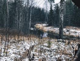 В нацпарке «Койгородский» впервые заметили американскую норку