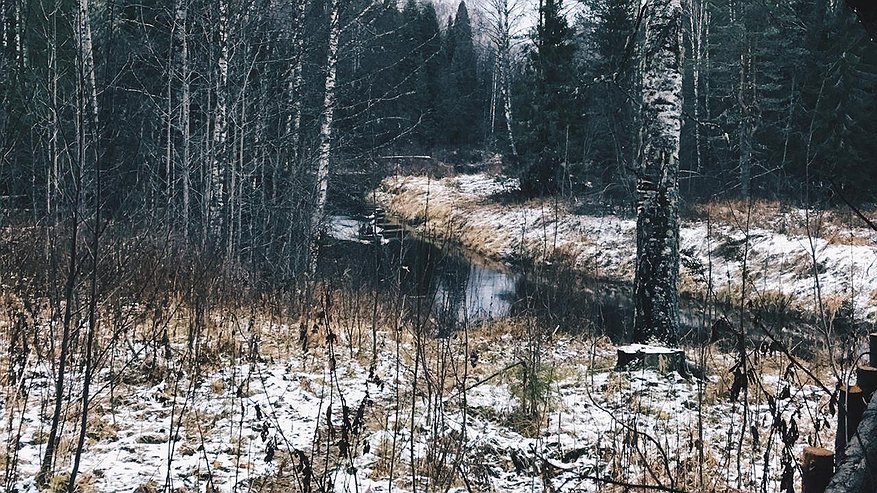 В нацпарке «Койгородский» впервые заметили американскую норку