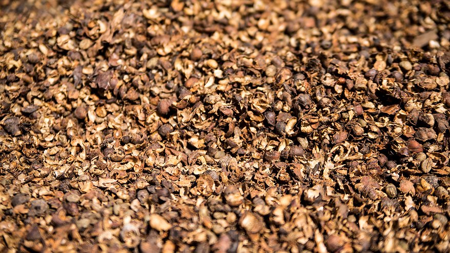 Ученые Коми приступили к испытаниям биодобавки из кофейной шелухи
