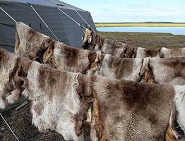 В Коми будут шить сумки из оленьих шкур