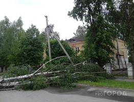 Сыктывкарская мэрия поручила проверить деревья после несчастного случая с ребенком на улице Советской