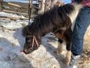В Коми думают над сохранением исчезающей породы лошадей