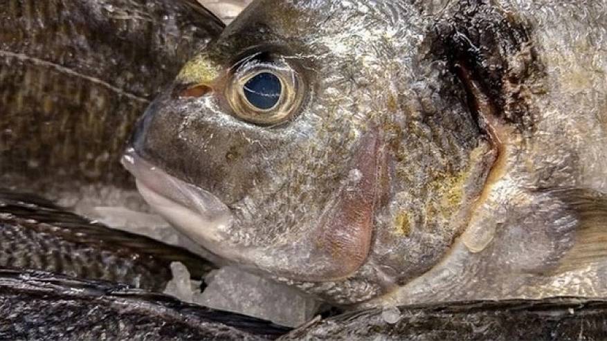 Главная картинка новости: Не вздумайте подавать это ко столу: эту рыбу вообще нельзя есть, а мы еще и детям даем
