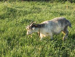 Минсельхоз предупредил о риске завоза в Коми чумы мелких жвачных животных