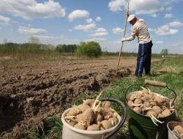 Площадь посева в Коми в этом году составит почти 8 тысяч гектаров